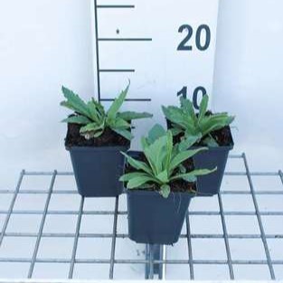 Papaver or. 'Brilliant'  Pot 9 