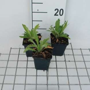 Papaver or. 'Royal Wedding'  Pot 9 