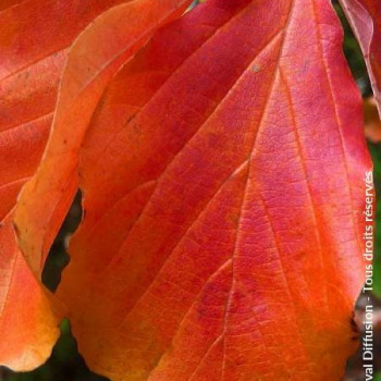 Parrotia persica 'Bella' 1.75 à 2 m CT 90 litres en cépée 