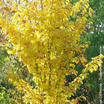 Parrotia persica 'Vanessa'  En rideau 40 