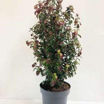 Parrotia persica 'Persian Spire'® 0.60 à 1 m CT 12 litres 