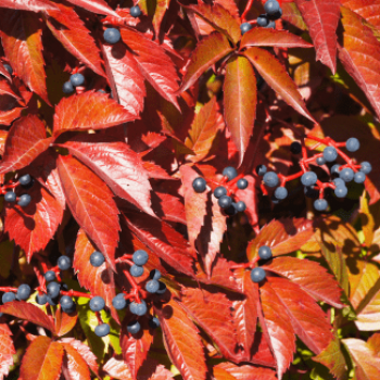 Parthenocissus quinq. 'Engelmannii' 0.50 à 0.60 m Cont. 