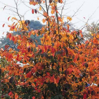 Parrotia persica  CT 45 litres en espalier 