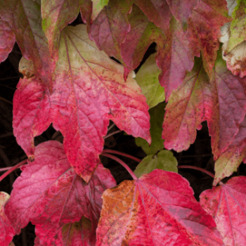 Parthenocissus tr. 'Veitchii' 0.50 à 0.60 m Cont. 