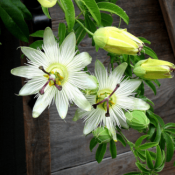 Passiflora caer. 'Constance Elliot' 0.50 à 0.60 m Cont. 