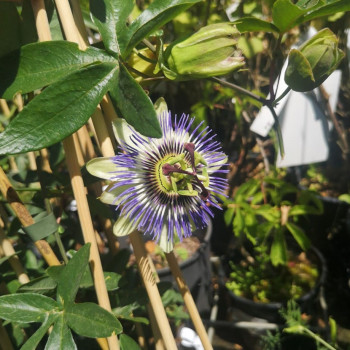 Passiflora caerulea 0.50 à 0.60 m Cont. 