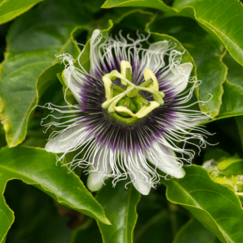 Passiflora edulis 0.50 à 0.60 m Cont. 