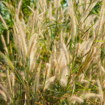 Pennisetum alop. 'Hameln Gold'  Pot 9 