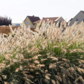 Pennisetum alopecuroides (=compressum)  CT 3 litres 