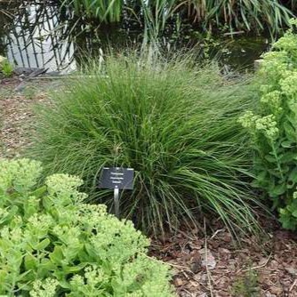 Pennisetum alop. 'Gelbstiel'  Pot 9 