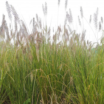 Pennisetum alop. 'Hameln'  CT 2 litres 