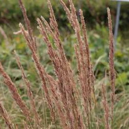 Pennisetum alop. 'Herbstzauber'  Pot 9 