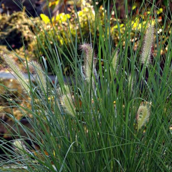 Pennisetum alop. 'Japonicum'  CT 3 litres 