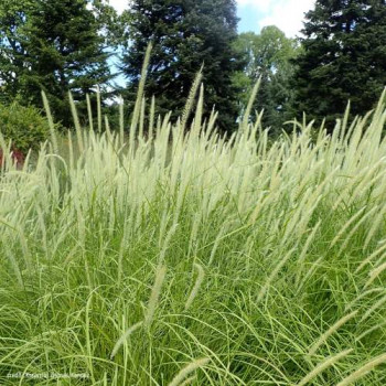 Pennisetum 'Fairy Tails'  Pot 9 