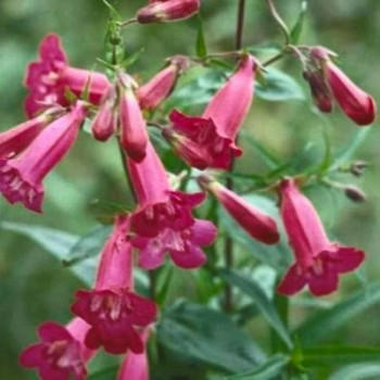 Penstemon hybr. 'And. F. Hahn' (= 'garnet')  Pot 9 
