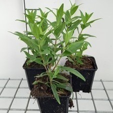 Penstemon hybr. 'Purple Passion'  Pot 9 
