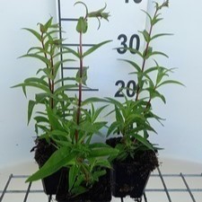 Penstemon hybr. 'Rich Ruby'  Pot 9 