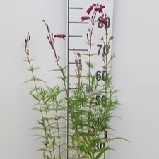 Penstemon hybr. 'Schoenholzeri' ( Firebird/ruby')  Pot 9 