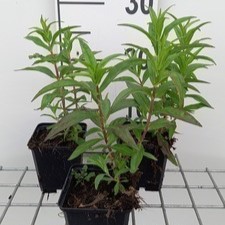 Penstemon hybr. 'Sour Grapes'  Pot 9 