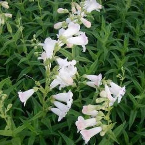 Penstemon hybr. 'White Bedder' (= 'snowstorm')  Pot 9 