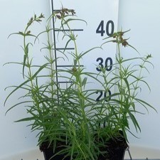 Penstemon hybr. 'Evelyn'  Pot 9 
