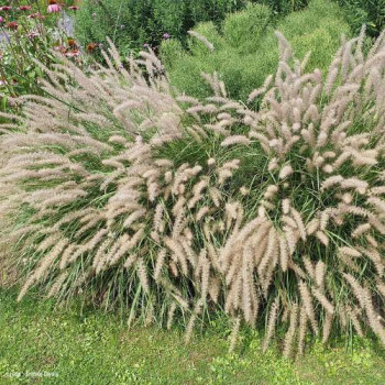 Pennisetum orientale  CT 3 litres 