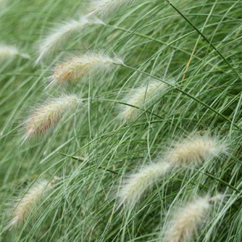 Pennisetum villosum  Pot 9 