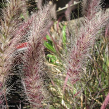 Pennisetum or. 'Karley Rose'®  CT 3 litres 