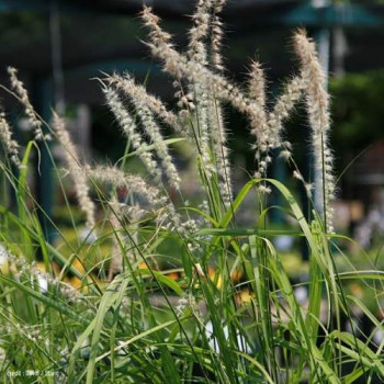 Pennisetum or. 'Tall Tails'  Pot 9 