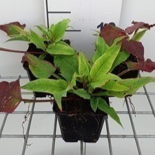 Persicaria ampl. 'Alba Junior'  Pot 9 