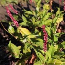 Persicaria ampl. 'Amethyst Summer®'  Pot 9 