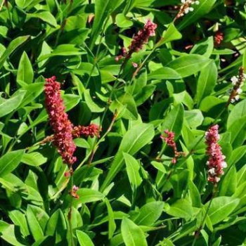 Persicaria aff. 'Darjeeling Red'  8 CM 