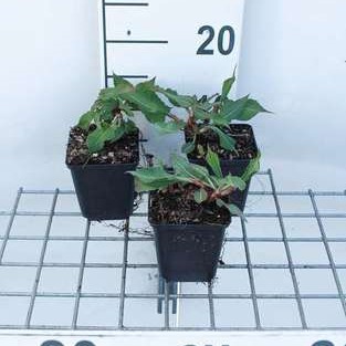 Persicaria ampl. 'Fat Domino'®  Pot 9 