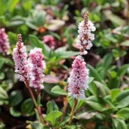 Persicaria aff. 'Kabouter'  Pot 9 