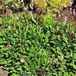 Persicaria aff. 'Superba'  Pot 9 