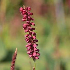 Persicaria ampl. 'J.s. Caliente'®  Pot 9 