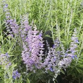 Perovskia atripl. 'Lacey Blue'® (= 'lislitt'®) 0.30 à 0.40 m Cont. 