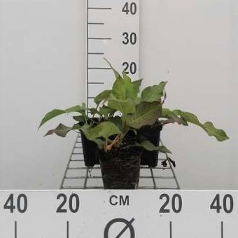 Persicaria ampl. 'Alba'  Pot 9 