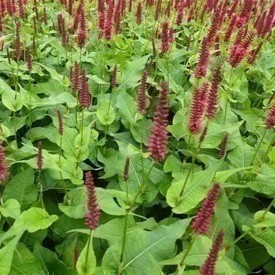 Persicaria ampl. 'Blackfield'®  Pot 9 