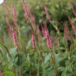 Persicaria ampl. 'Fascination'  Pot 9 
