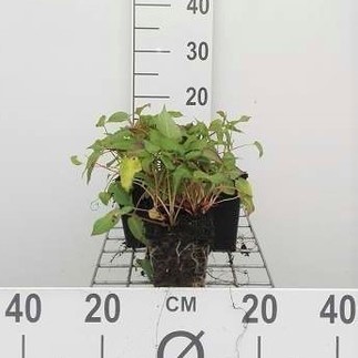 Persicaria ampl. 'Inverleith'  Pot 9 