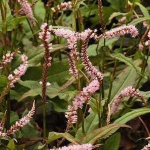 Persicaria ampl. 'Rosea'  Pot 9 