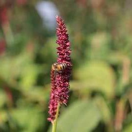 Persicaria ampl. 'Taurus'  Pot 9 