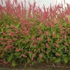 Persicaria ampl. 'Orange Field'®  Pot 9 