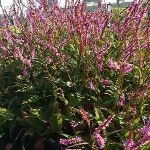 Persicaria ampl. 'Pink Elephant'®  Pot 9 