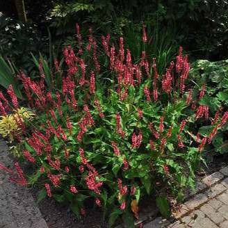 Persicaria ampl. 'Red Baron'  Pot 9 