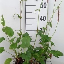 Persicaria ampl. 'Rowden Gem'  Pot 9 