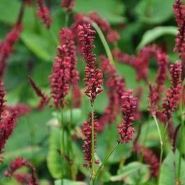 Persicaria ampl. 'Speciosa' (='firetail')  Pot 9 