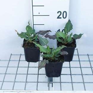 Persicaria ampl. 'White Eastfield'  Pot 9 