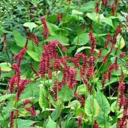 Persicaria bist. 'Superba' (= 'latifolium')  Pot 9 